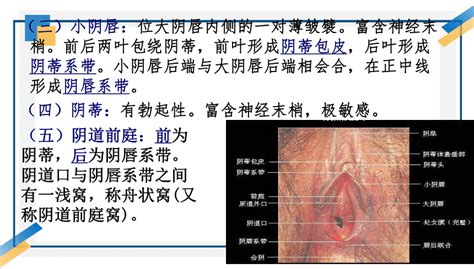 女人生殖器|女陰